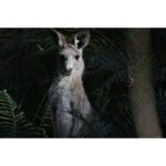 Canon RF 200–800 mm F6.3–9 IS USM - Imagen 15