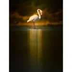 OM System OM-1 Mark II Body - Imagen 3