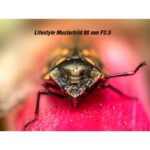 OM System M.Zuiko ED 90 mm F3,5 Macro IS Pro - Imagen 7