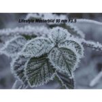 OM System M.Zuiko ED 90 mm F3,5 Macro IS Pro - Imagen 8