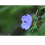 Canon RF 100-400 mm F5,6-8 IS USM - Imagen 8